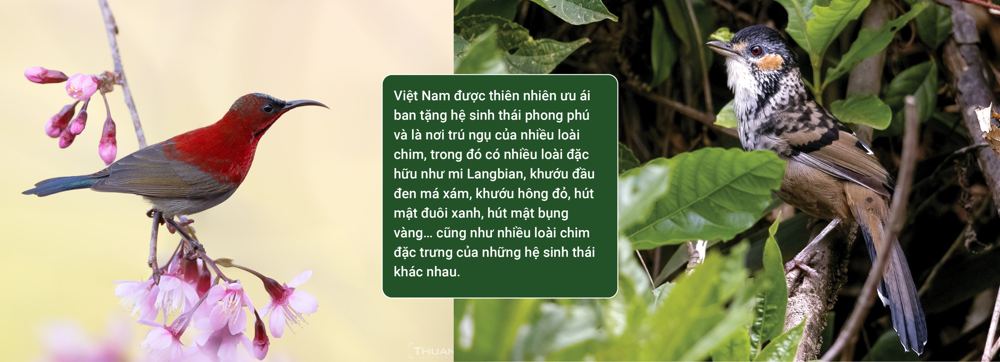 Trào lưu nuôi chim Aviary: Chính quyền ở đâu? - Ảnh 4.