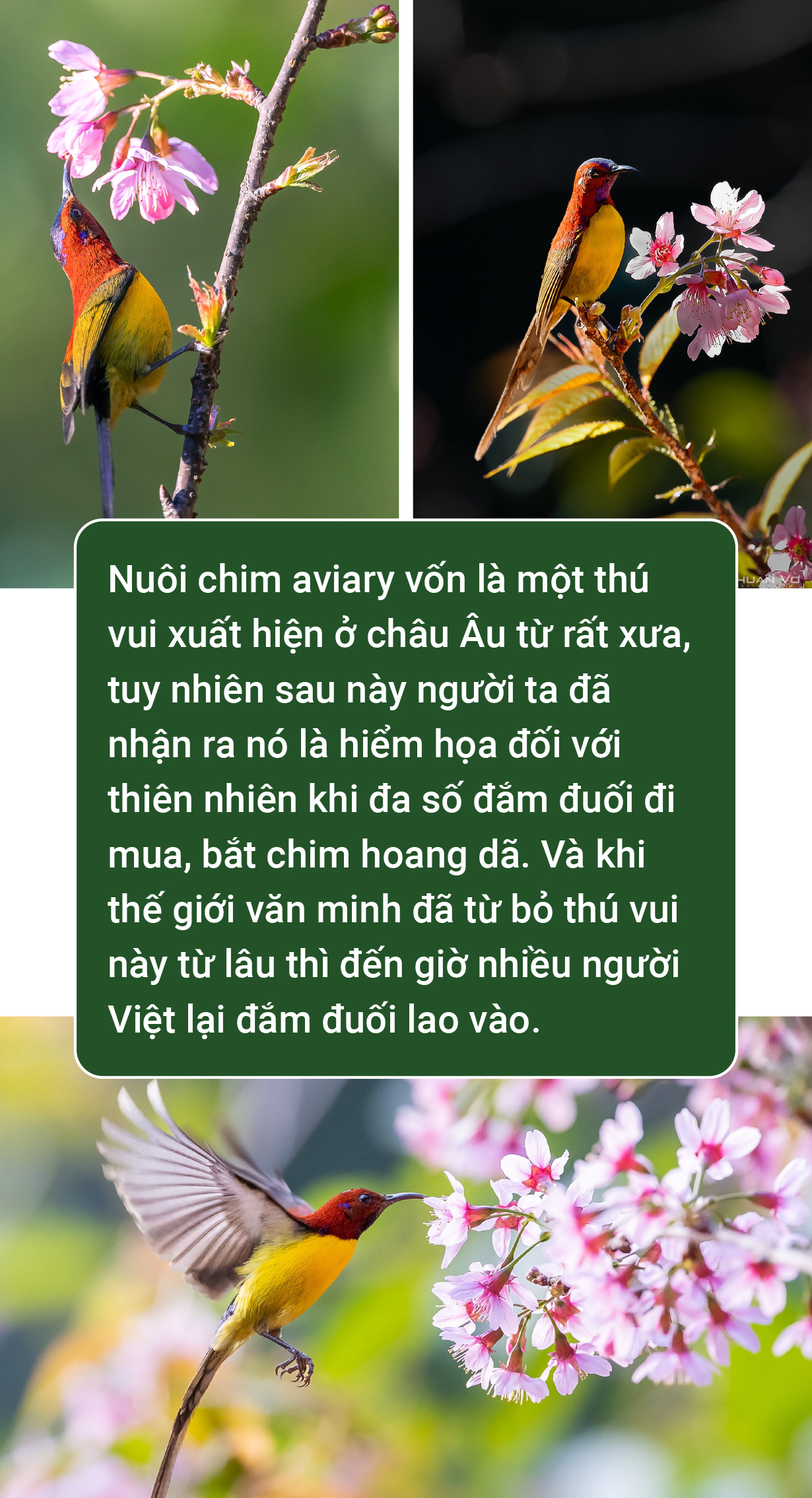 Trào lưu nuôi chim Aviary: Chính quyền ở đâu? - Ảnh 6.