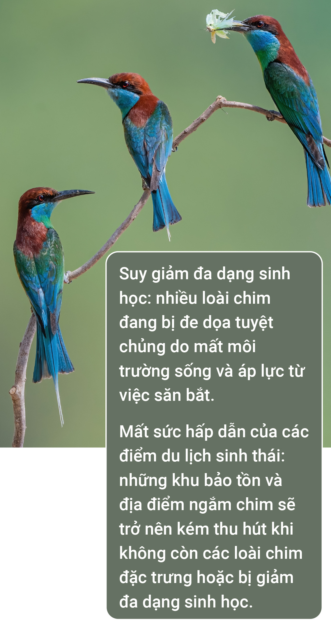 Trào lưu nuôi chim Aviary: Chính quyền ở đâu? - Ảnh 9.