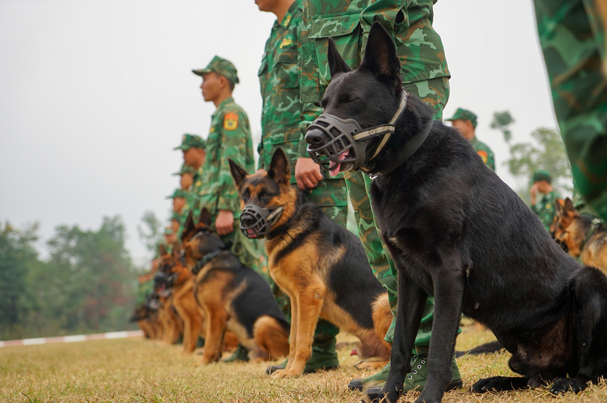 Những chú chó cứu hộ Làng Nủ trình diễn tại Triển lãm quốc phòng quốc ...