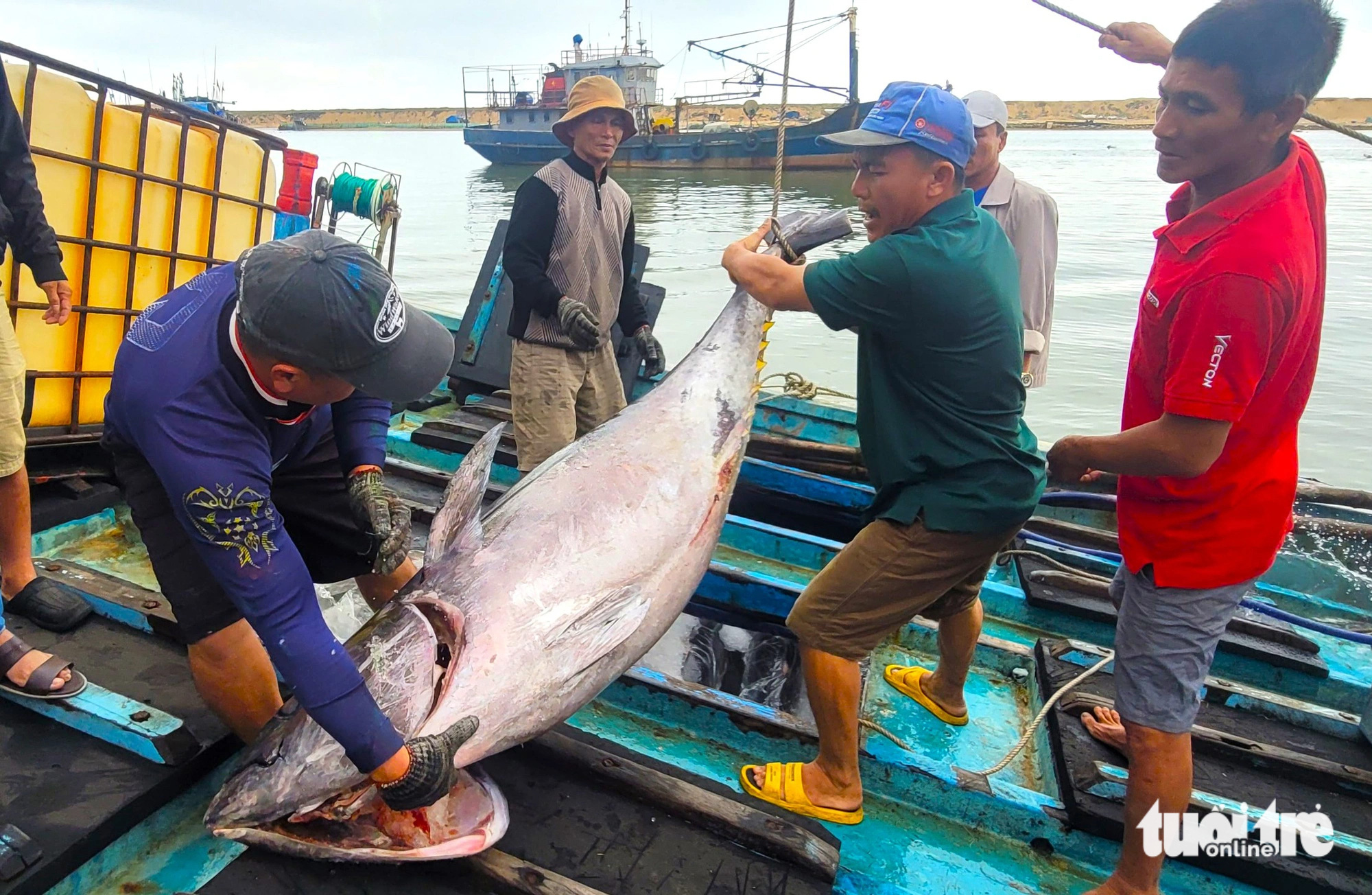 Con cá ngừ nặng 1 tạ được ngư dân đưa lên bờ - Ảnh: NGUYỄN HOÀNG Con cá ngừ nặng gần 1 tạ được ngư dân đưa lên bờ - Ảnh: NGUYỄN HOÀNG