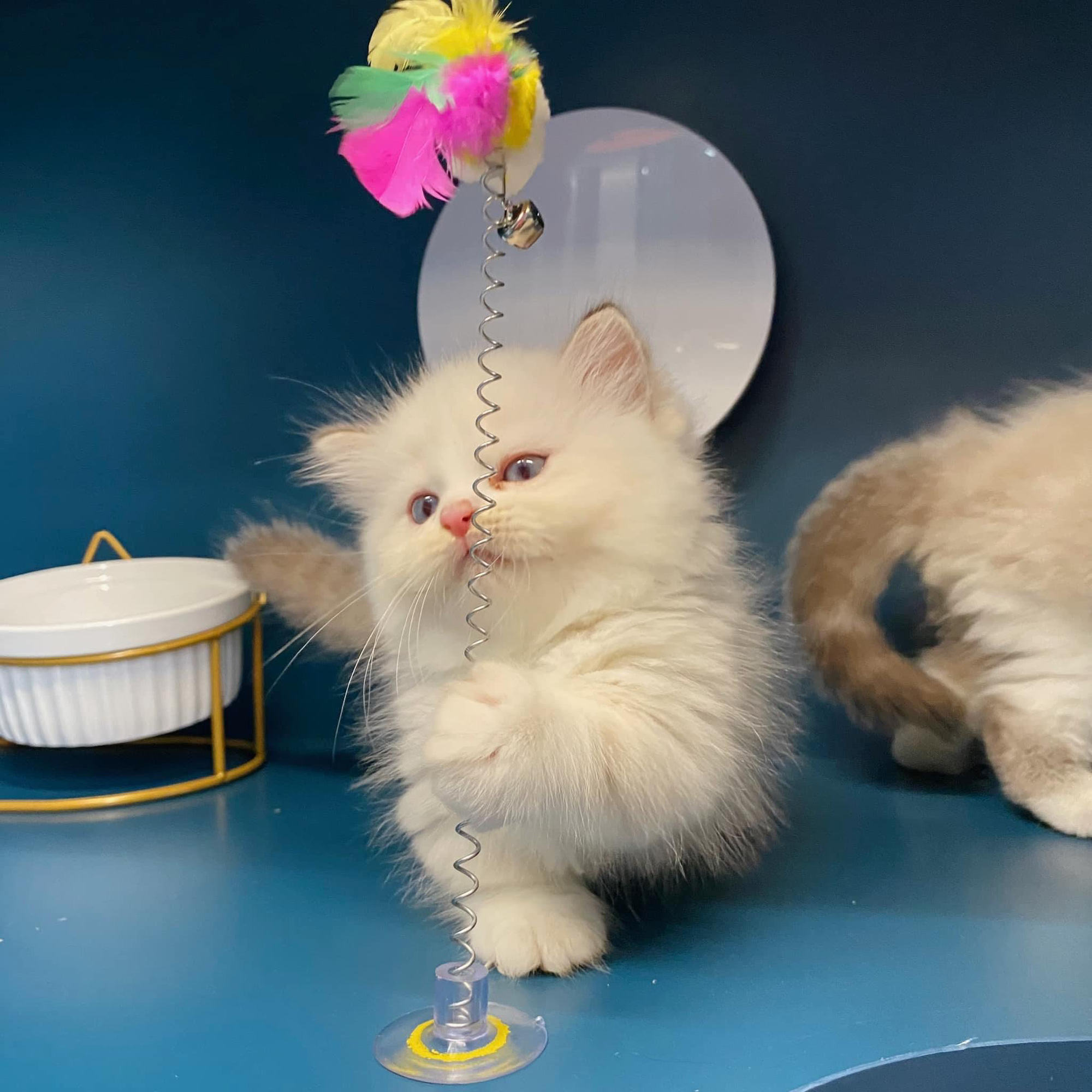 Dịch vụ khách sạn, làm đẹp cho thú cưng tất bật cận Tết Giáp Thìn- Ảnh 6.