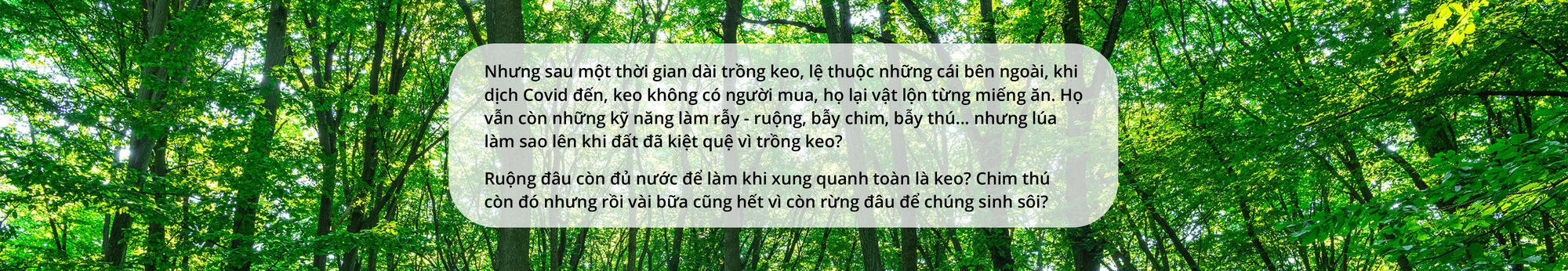 Quay về dãy Trường Sơn trồng rừng - Ảnh 16.