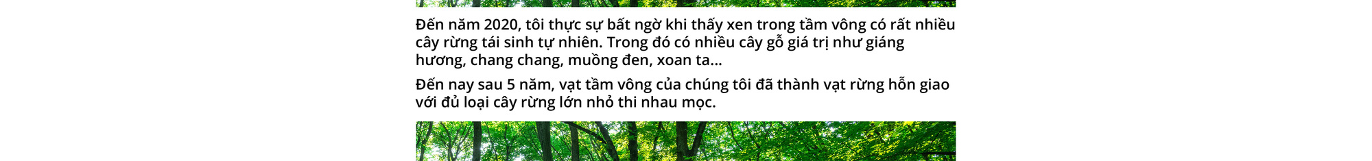 Quay về dãy Trường Sơn trồng rừng - Ảnh 5.