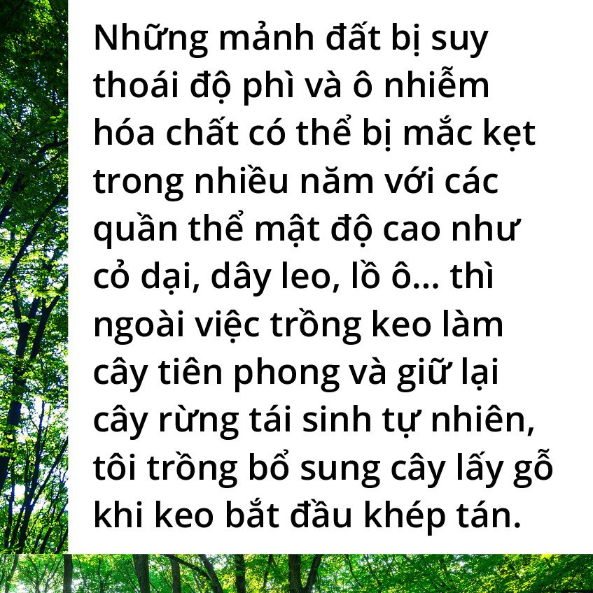 Quay về dãy Trường Sơn trồng rừng - Ảnh 9.