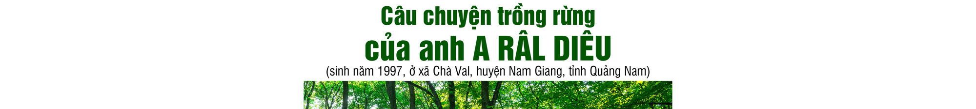 Quay về dãy Trường Sơn trồng rừng - Ảnh 12.