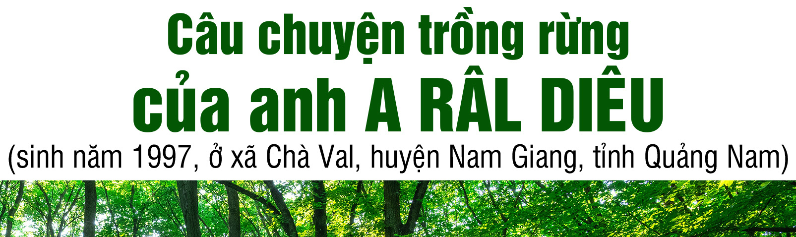 Quay về dãy Trường Sơn trồng rừng - Ảnh 12.