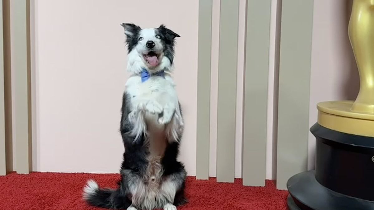 Những chuyện chưa kể về Messi, ngôi sao 4 chân của Oscar 2024 - Tuổi ...