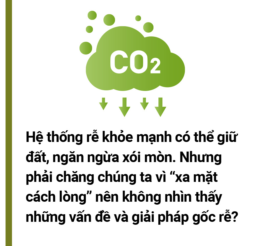 5 đô la một tín chỉ carbon là mắc hay rẻ? - Ảnh 24.