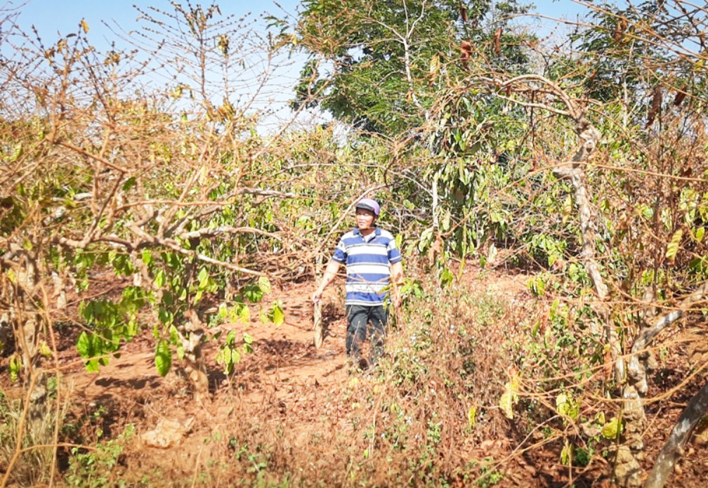 Vụ cổ phần hóa Công ty Cà phê Gia Lai: 130 hộ chưa ký hợp đồng khoán - Ảnh 1.