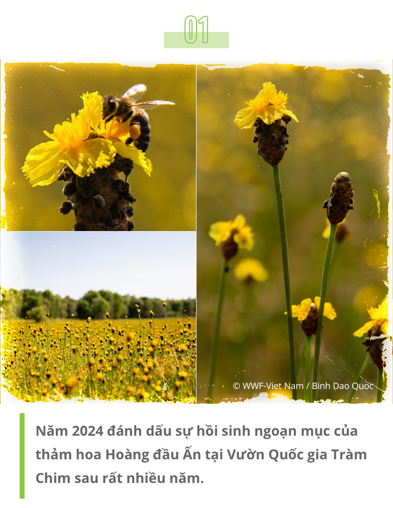 Ngắm nhìn Vườn Quốc gia Tràm Chim trở lại với vẻ đẹp nguyên sơ - Ảnh 1.