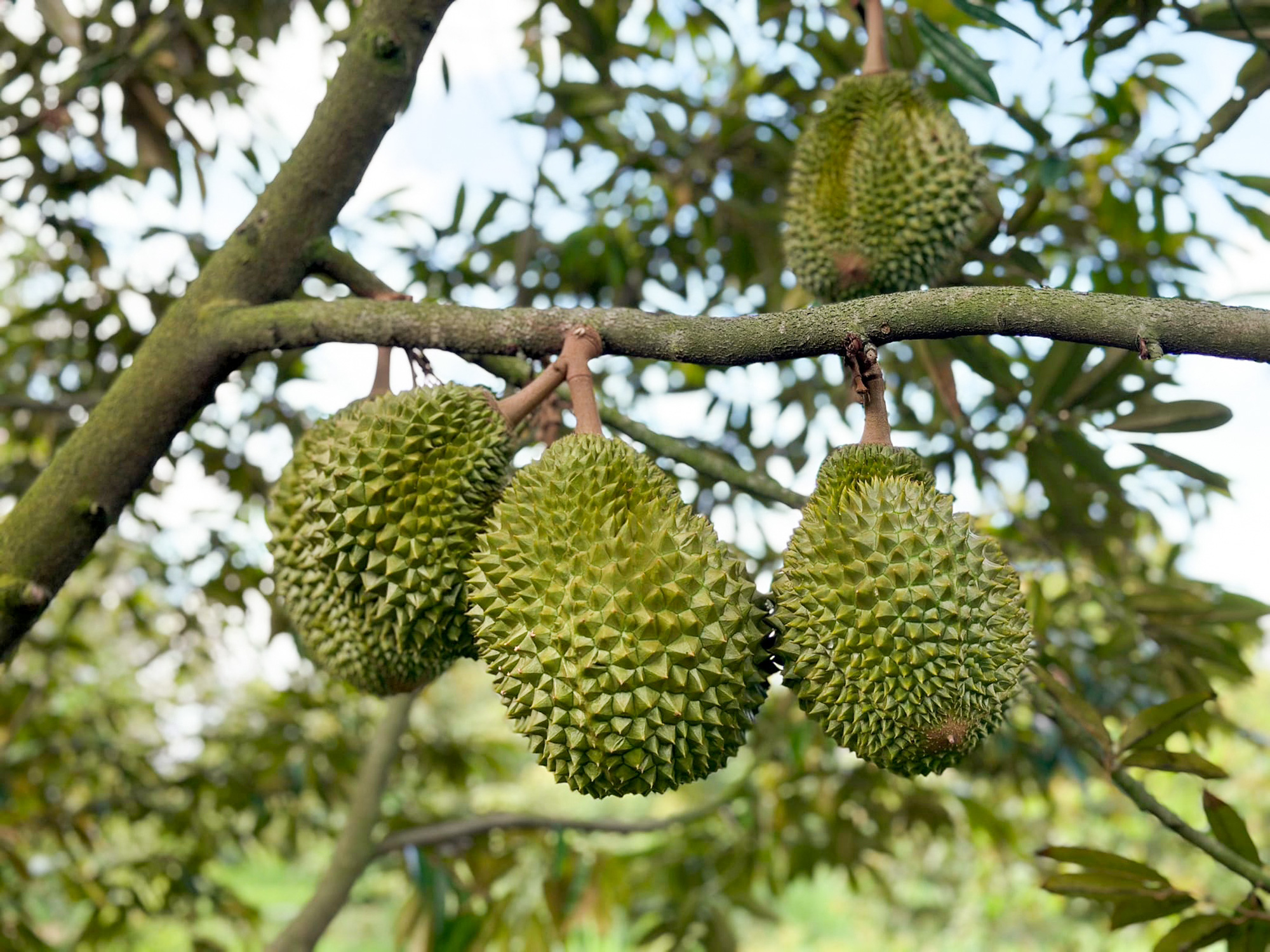 Điểm đáng lưu ý về thời gian cấp mã vùng trồng sầu riêng xuất khẩu sang Trung Quốc - Ảnh 1.