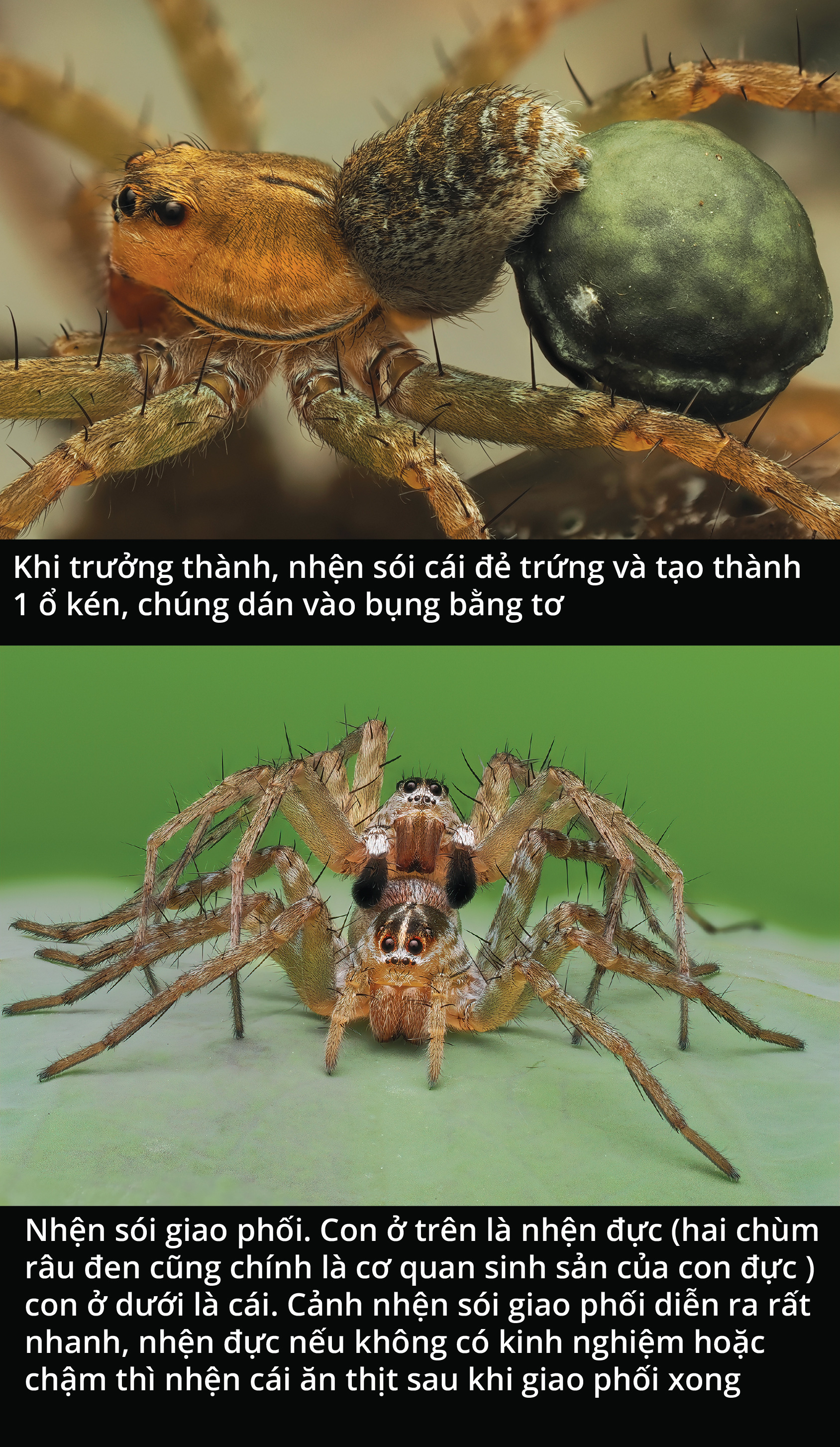 Cận cảnh loài nhện sói trong khu vườn của chúng ta- Ảnh 2.