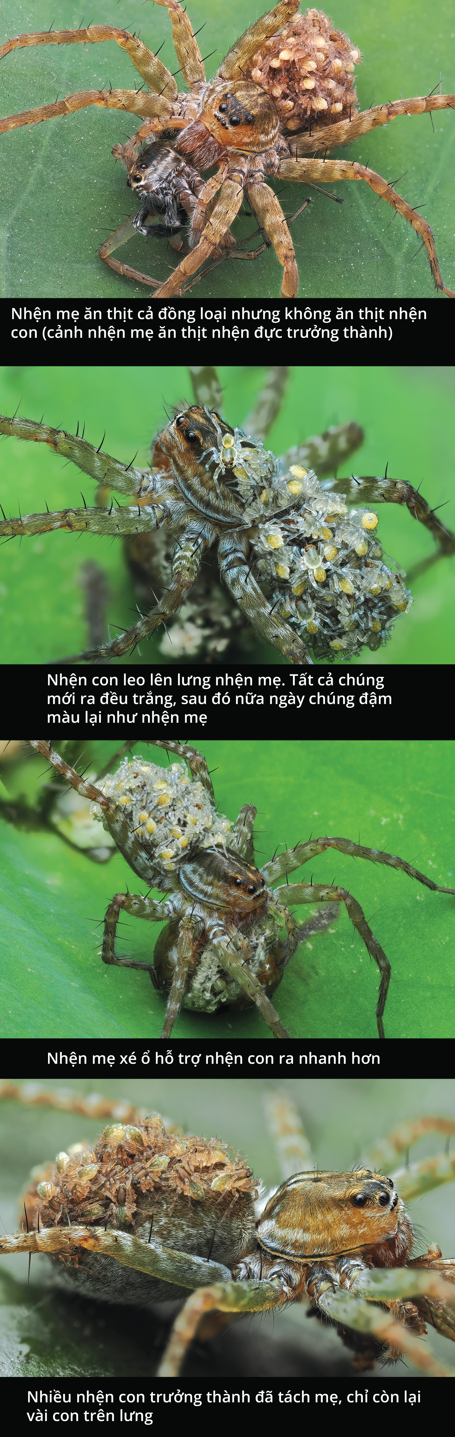 Cận cảnh loài nhện sói trong khu vườn của chúng ta- Ảnh 3.