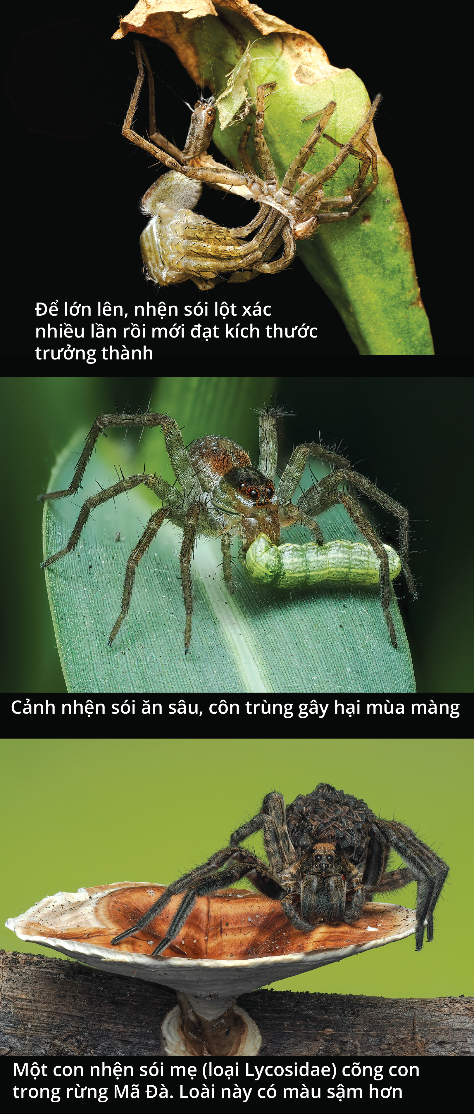 Cận cảnh loài nhện sói trong khu vườn của chúng ta- Ảnh 4.