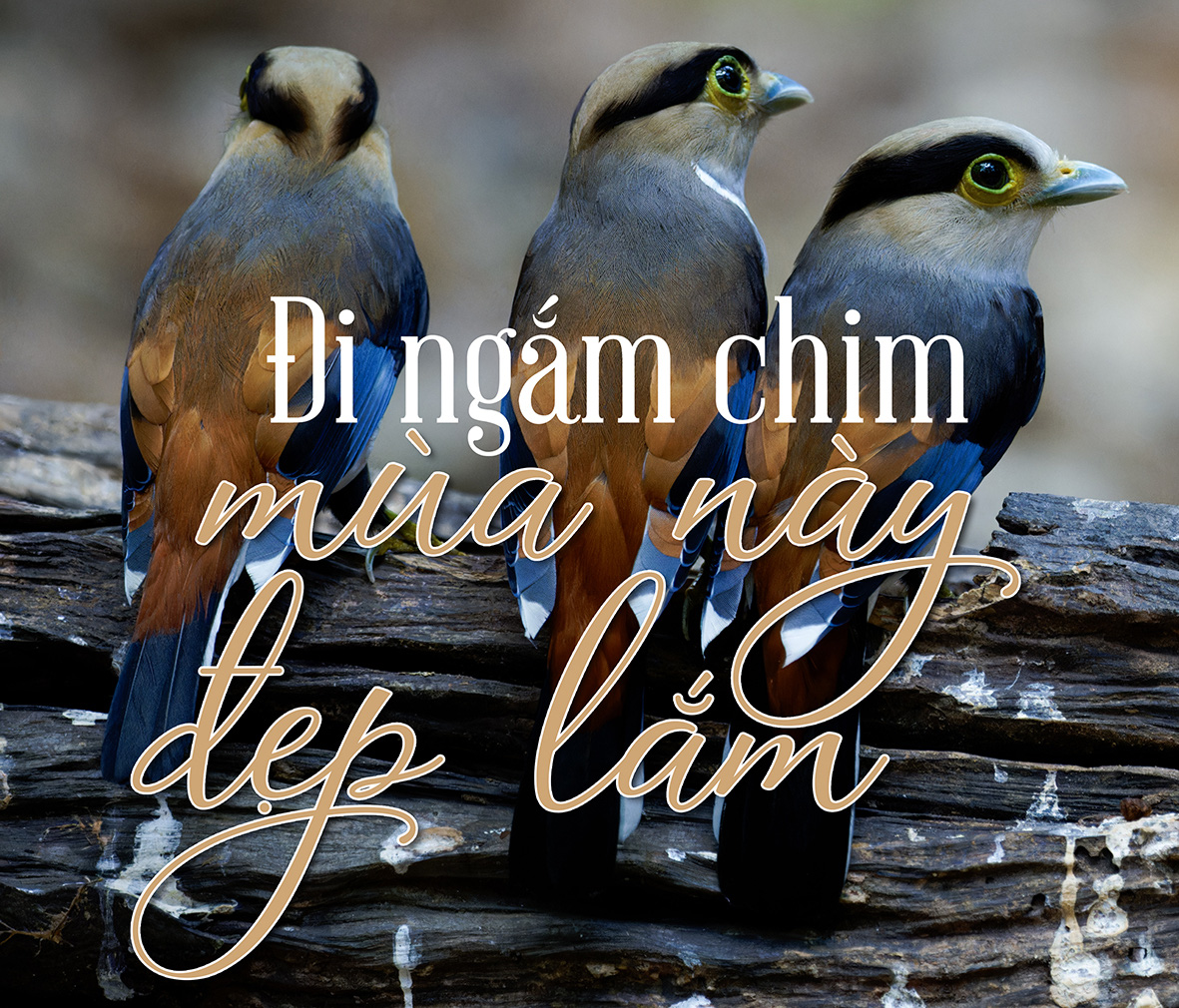Việt Nam là miền đất hứa mới cho người mê chim - Ảnh 15.