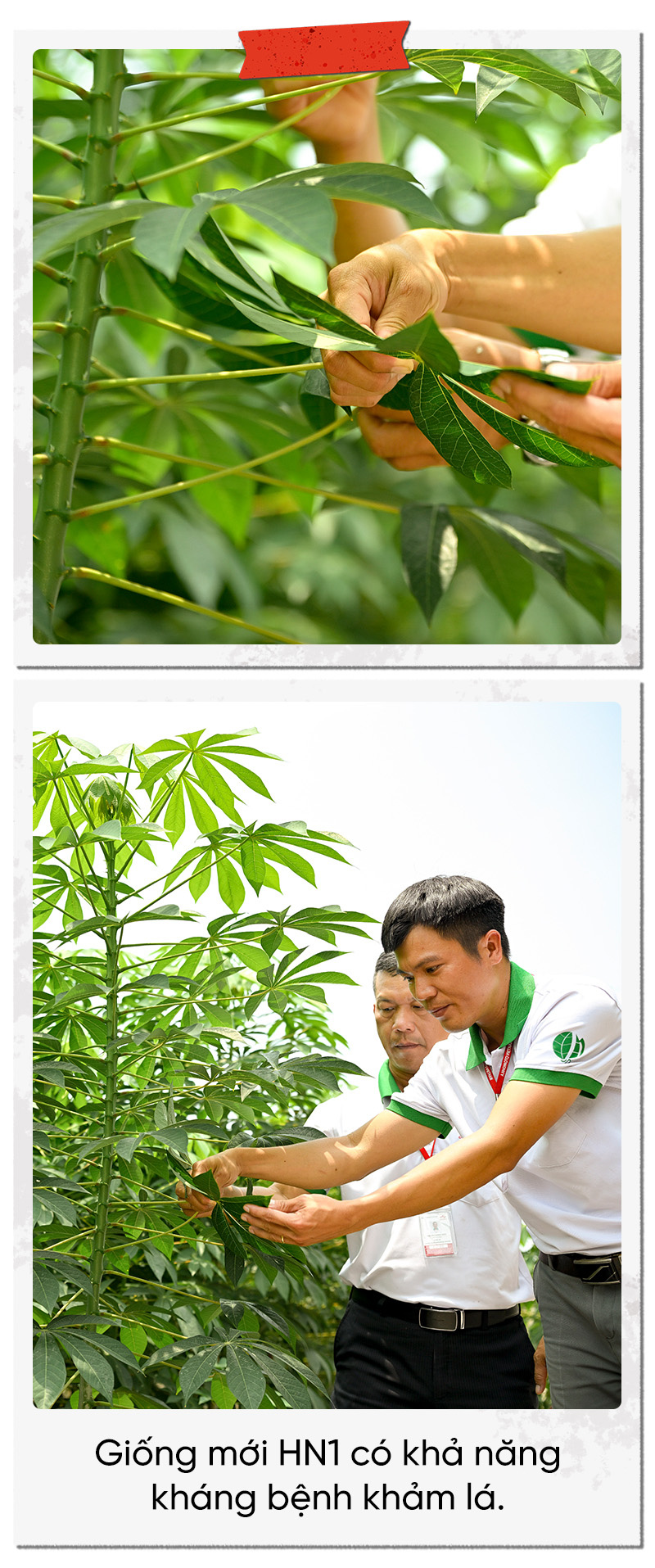 Dự án Khoai mì bền vững của Ajinomoto: Năng suất tăng gần gấp đôi - Ảnh 4.