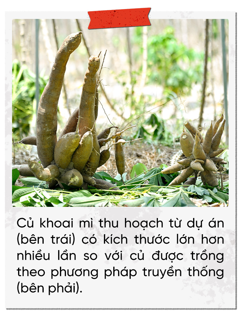 Dự án Khoai mì bền vững của Ajinomoto: Năng suất tăng gần gấp đôi - Ảnh 7.