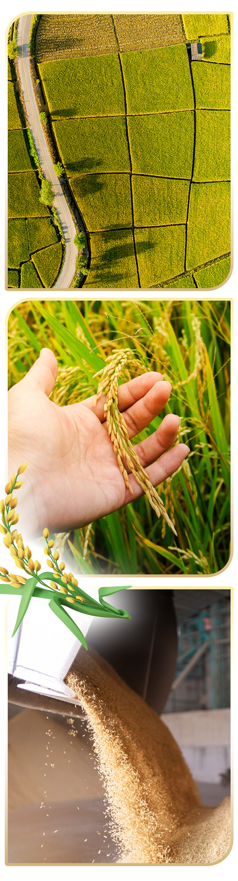 Hành trình từ hạt gạo nâu đến giọt dầu đặc biệt nuôi dưỡng trái tim - Ảnh 6.