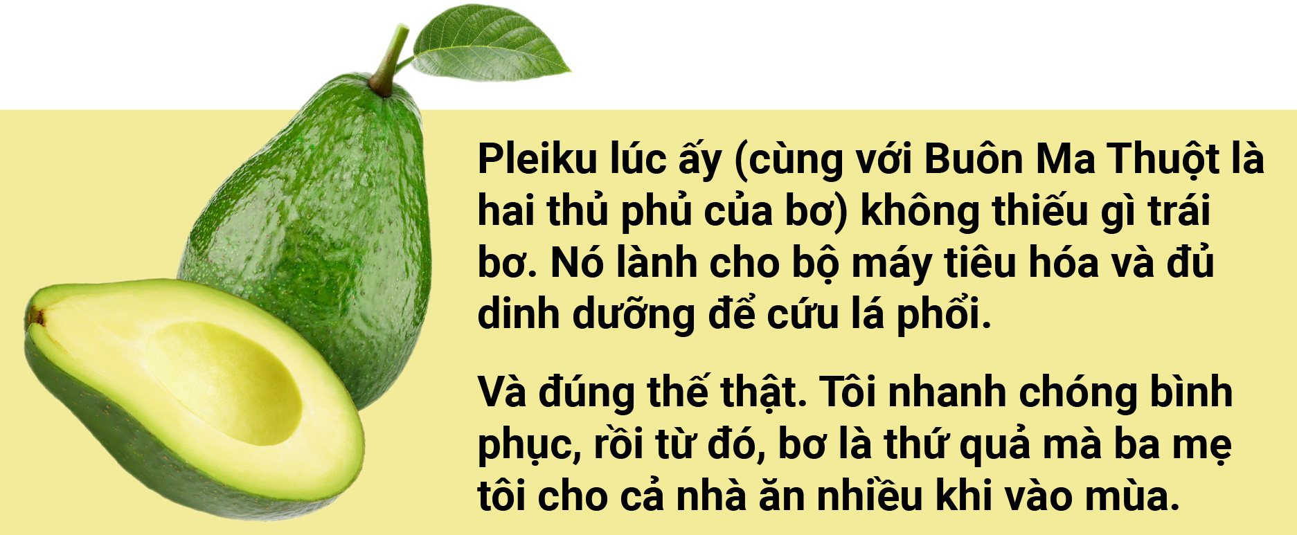 Tản mạn về quả bơ - Ảnh 2.