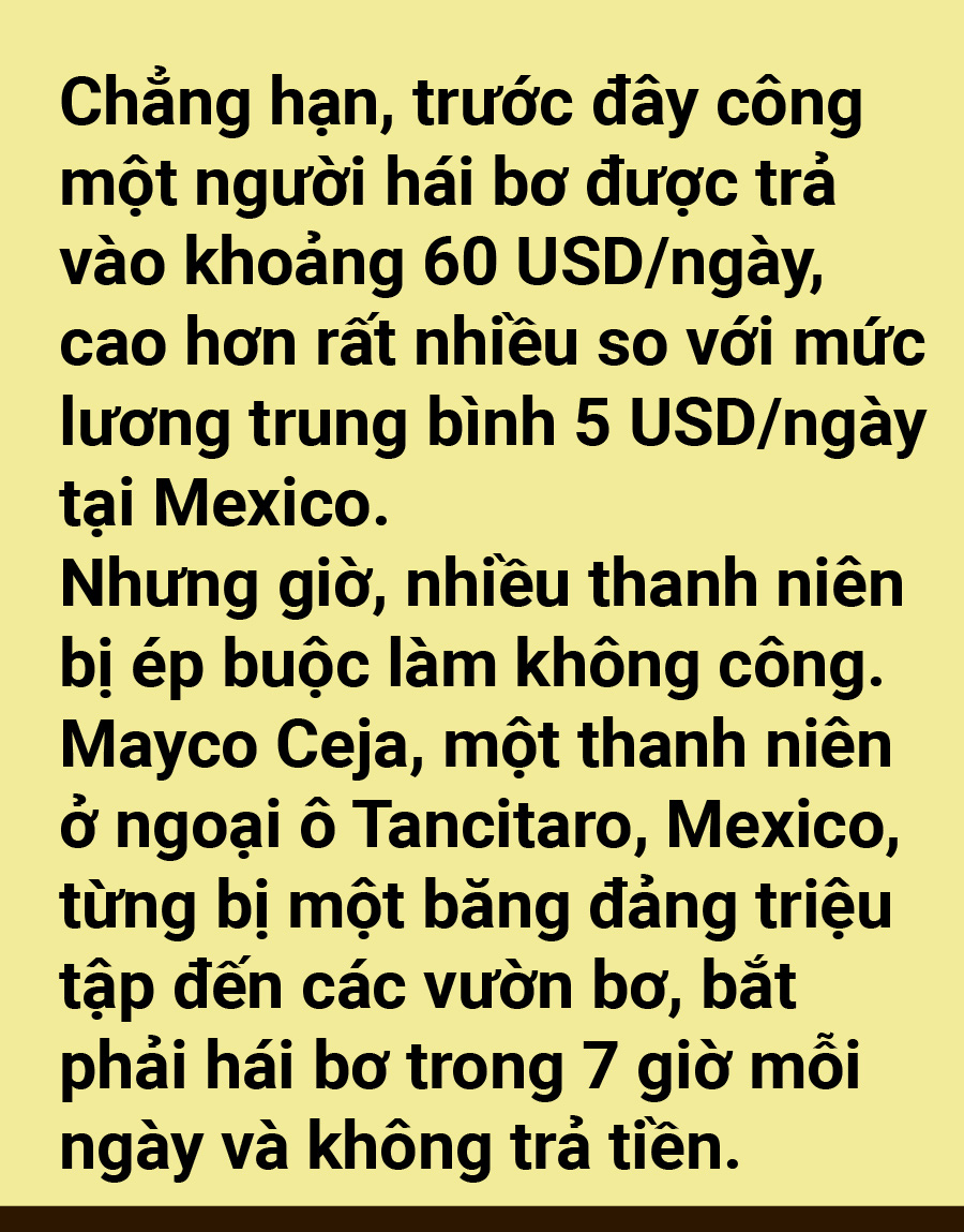 Tản mạn về quả bơ - Ảnh 18.