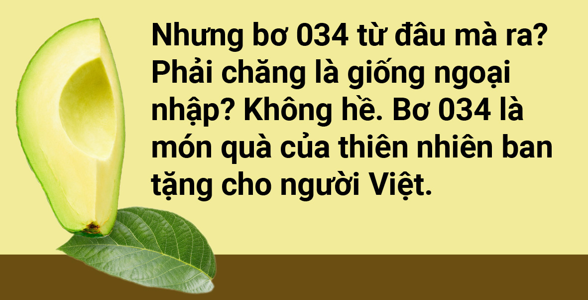 Tản mạn về quả bơ - Ảnh 4.