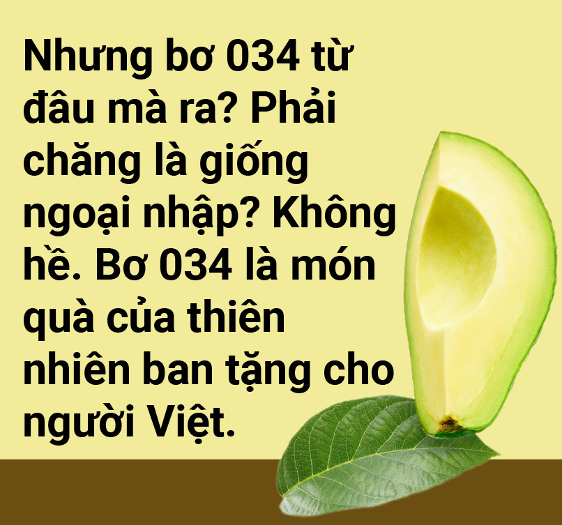 Tản mạn về quả bơ - Ảnh 4.