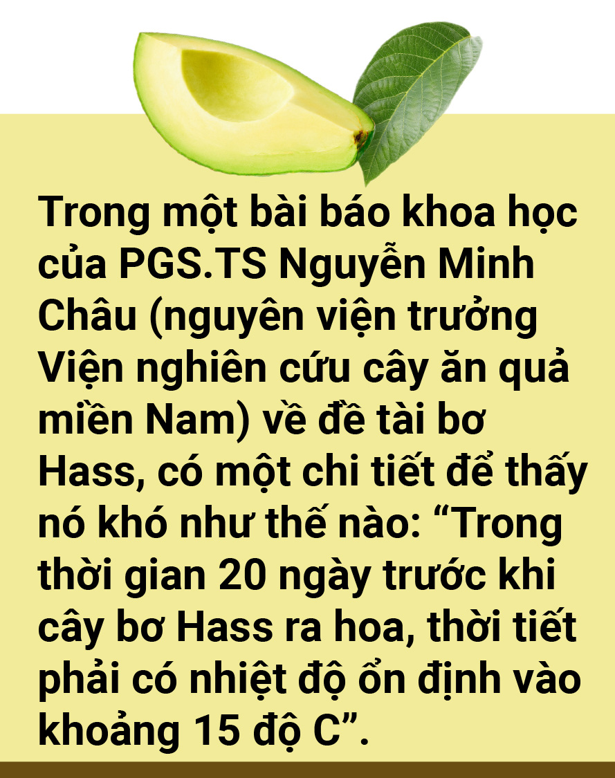 Tản mạn về quả bơ - Ảnh 11.
