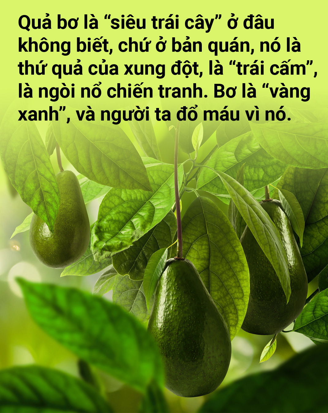 Tản mạn về quả bơ - Ảnh 14.