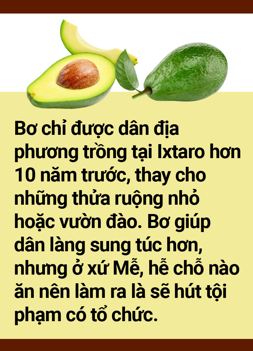 Tản mạn về quả bơ - Ảnh 16.