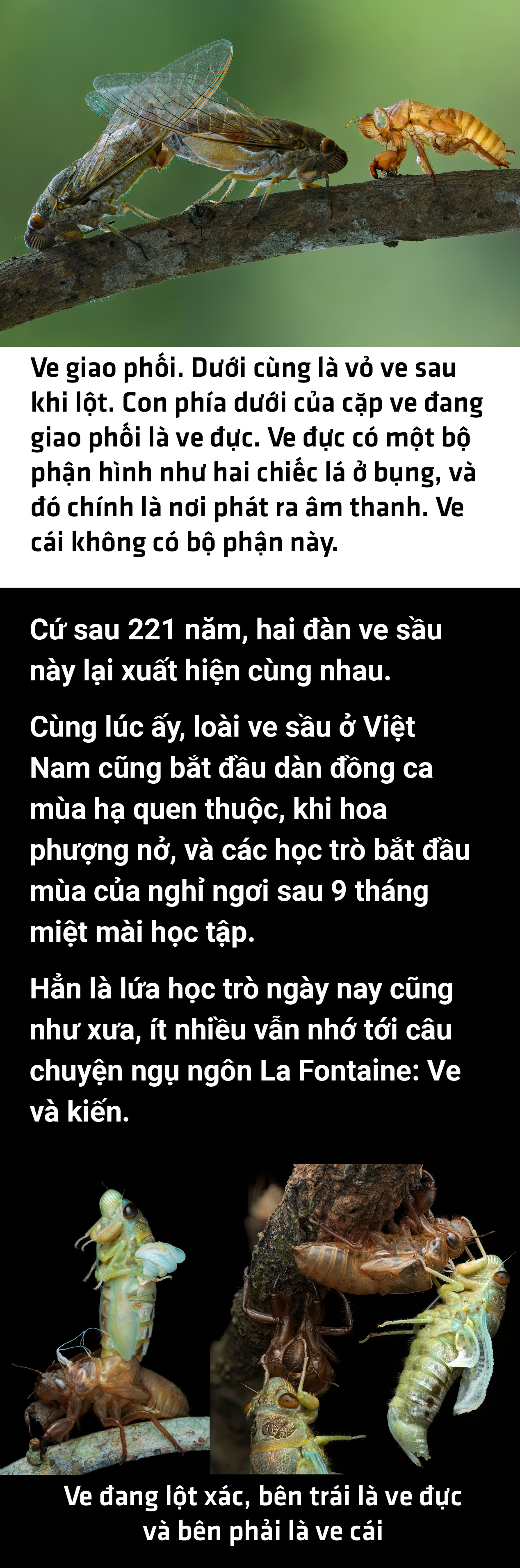 Dàn đồng ca mùa hè rực rỡ của loài ve - Ảnh 2.