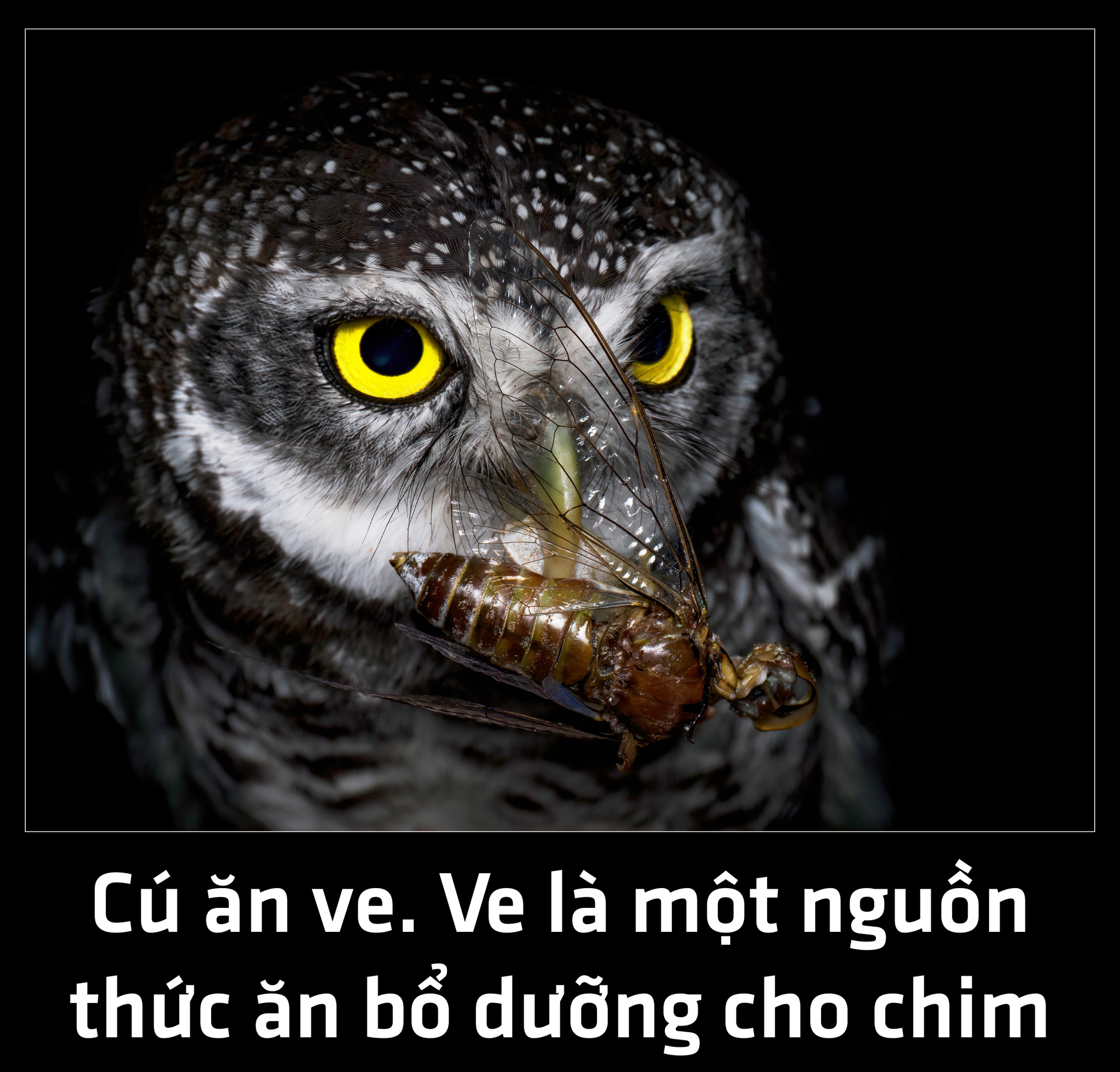 Dàn đồng ca mùa hè rực rỡ của loài ve - Ảnh 1.