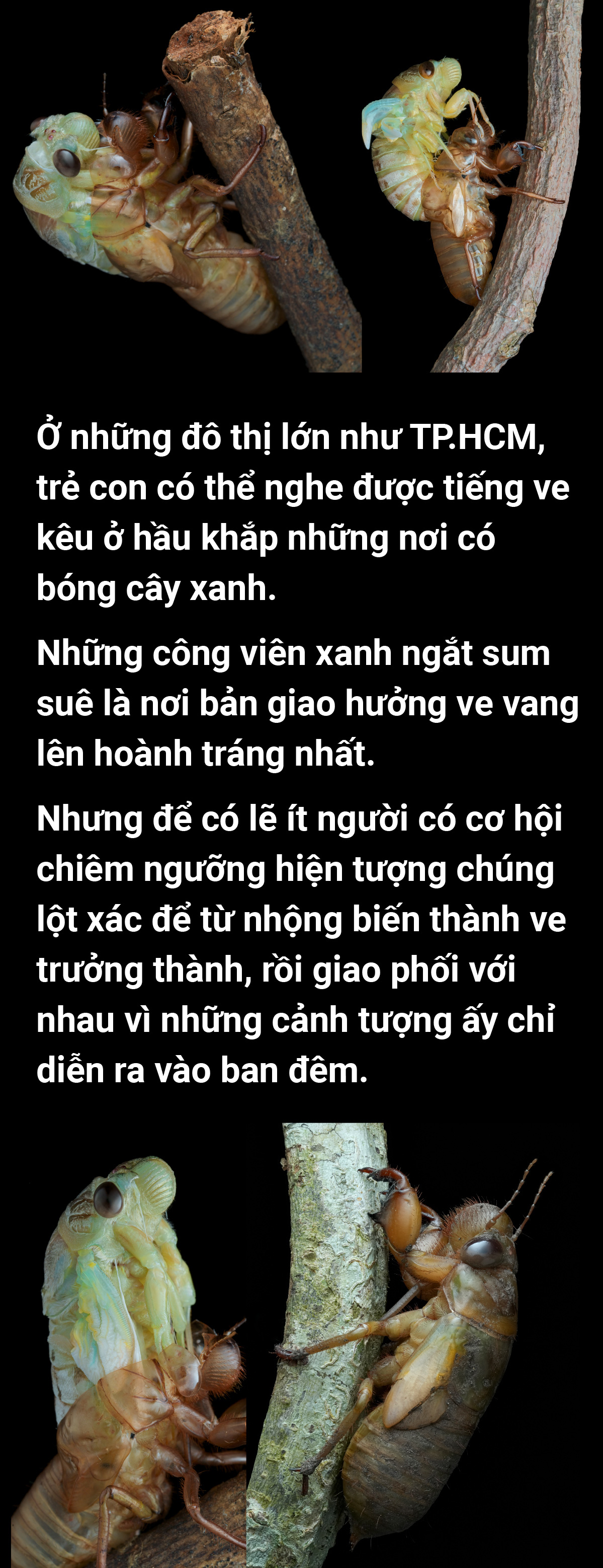 Dàn đồng ca mùa hè rực rỡ của loài ve - Ảnh 3.