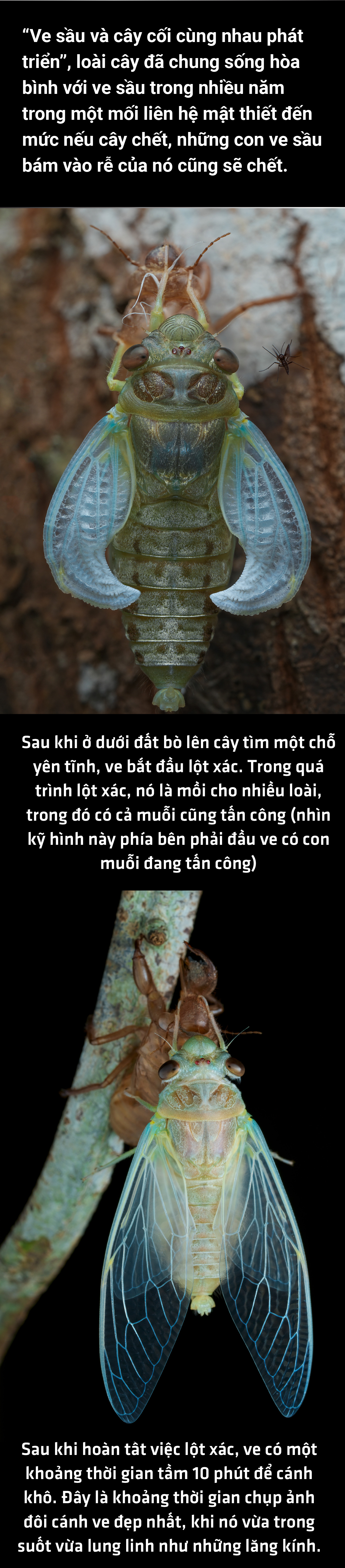 Dàn đồng ca mùa hè rực rỡ của loài ve - Ảnh 4.