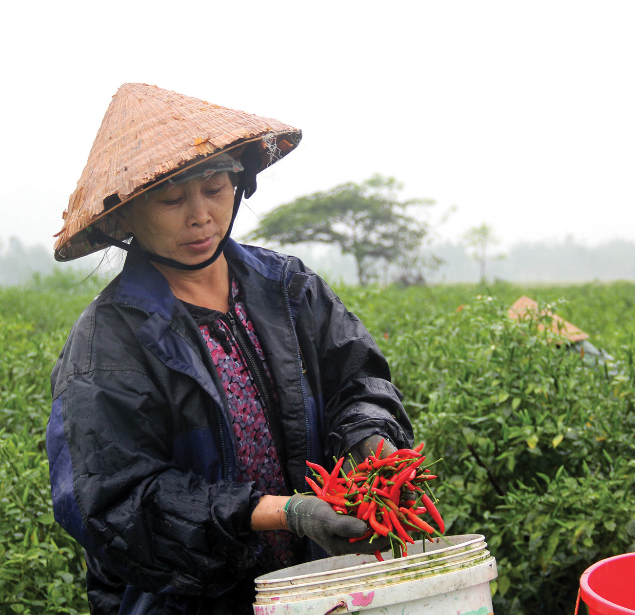 Ăn cay và xứ sở - Ảnh 26.