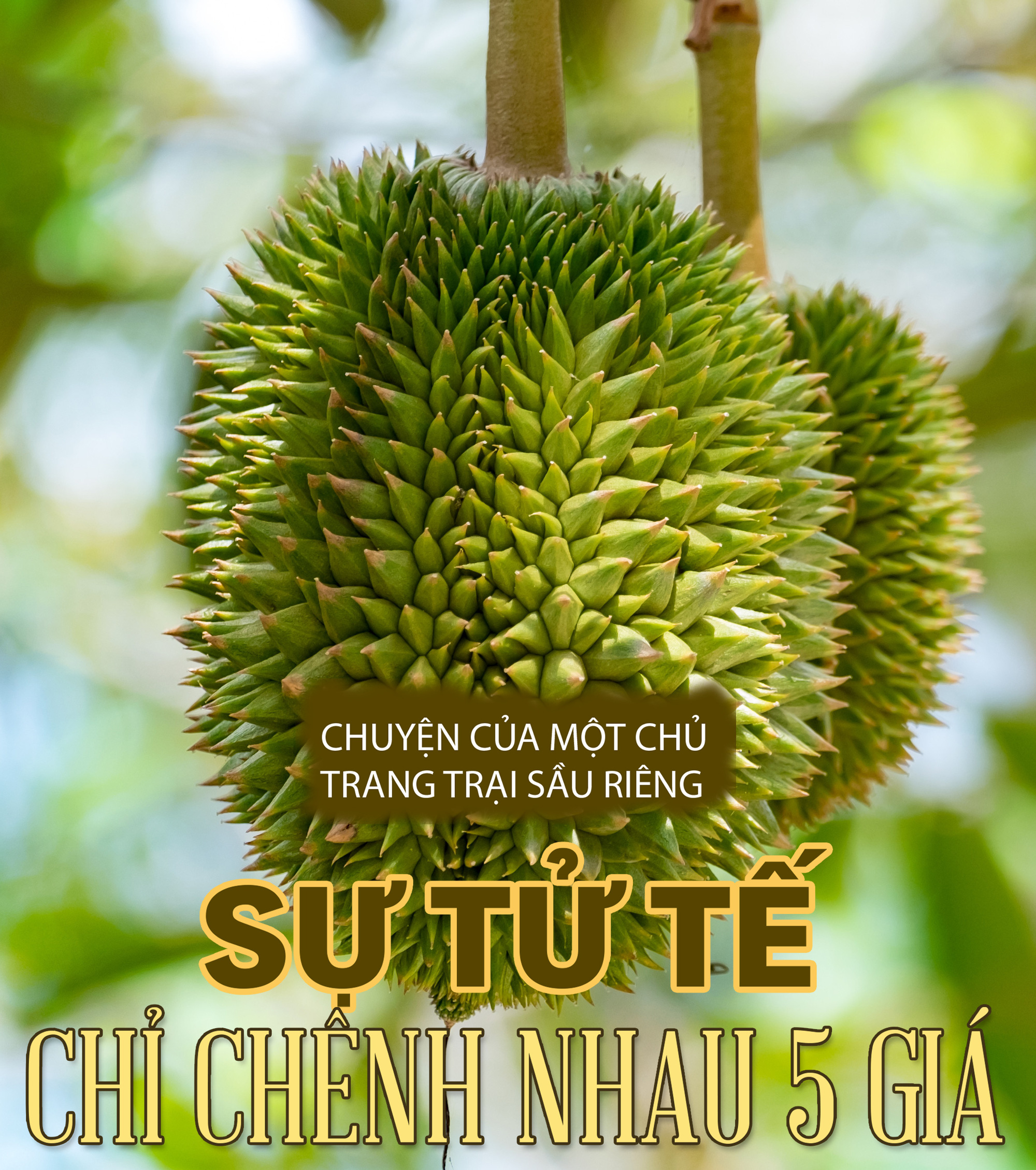 Canh bạc sầu riêng - Ảnh 8.