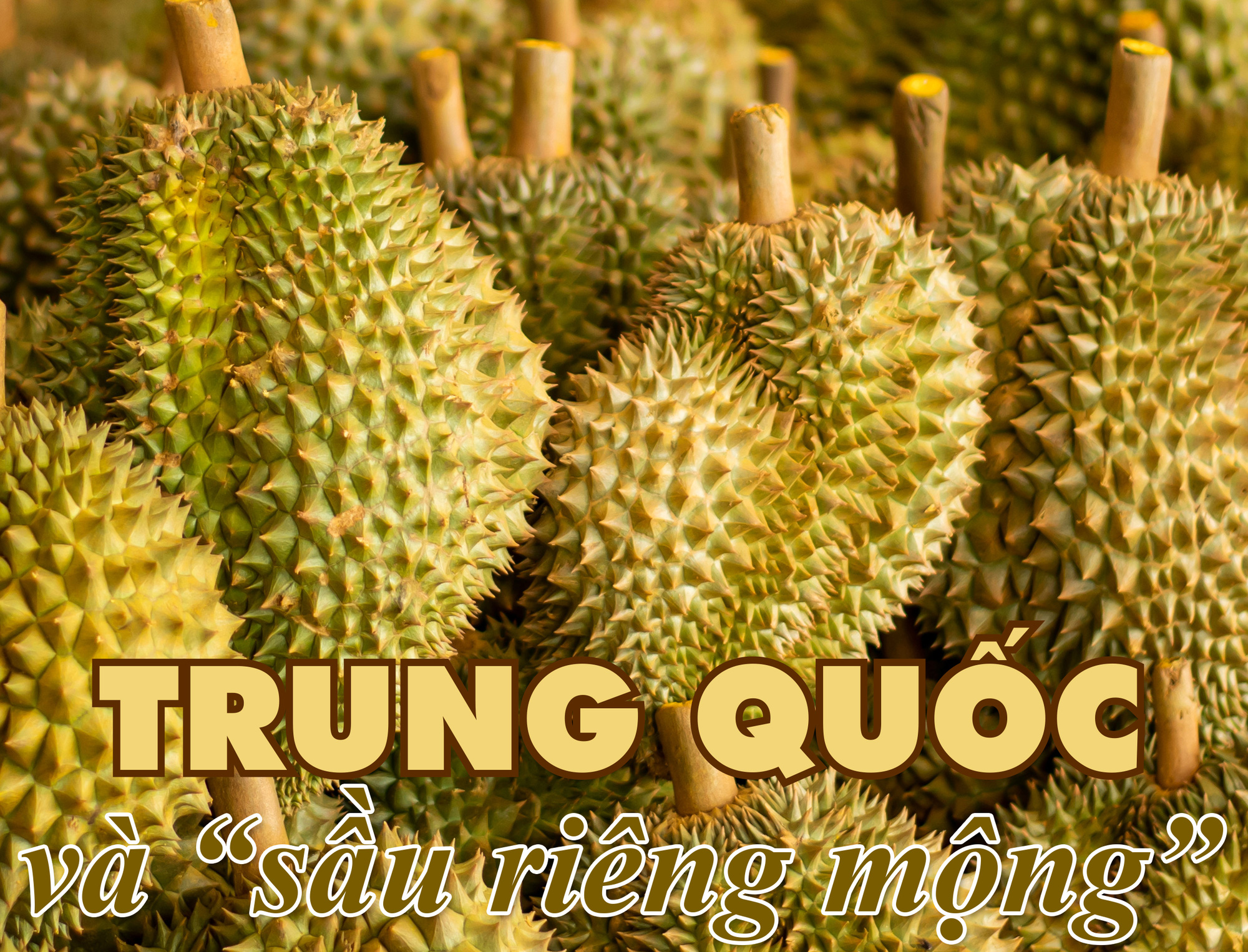 Canh bạc sầu riêng - Ảnh 16.