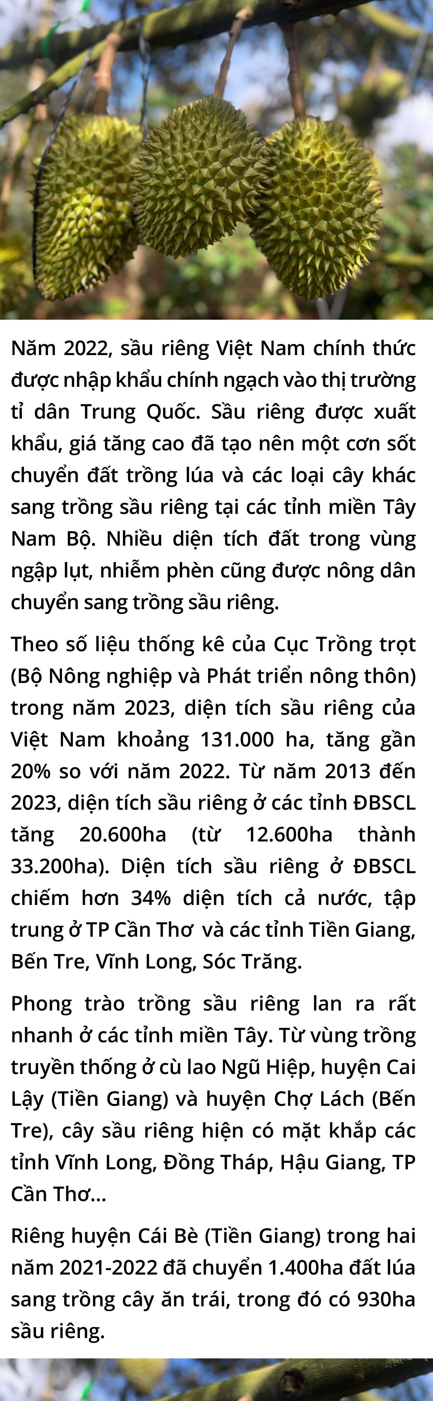 Canh bạc sầu riêng - Ảnh 6.
