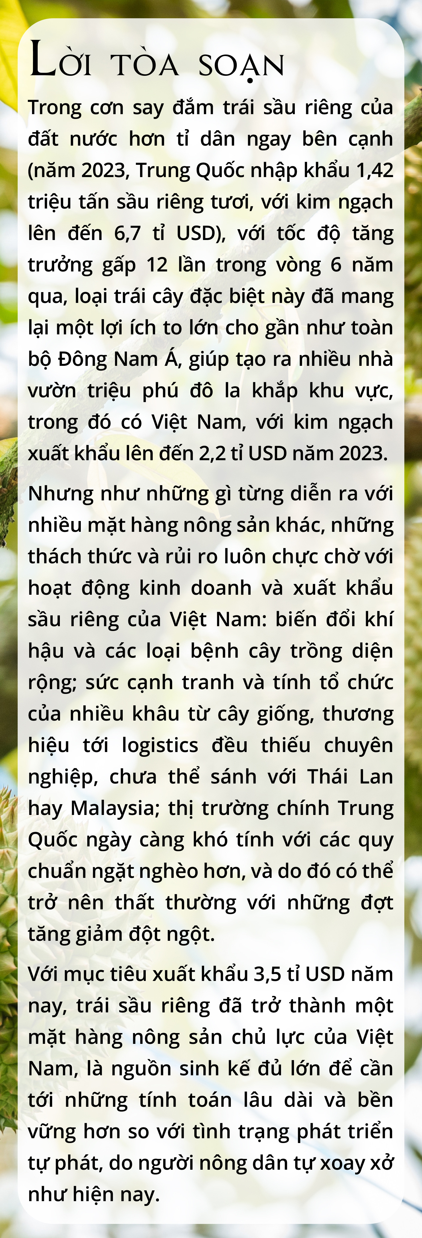 Canh bạc sầu riêng - Ảnh 1.