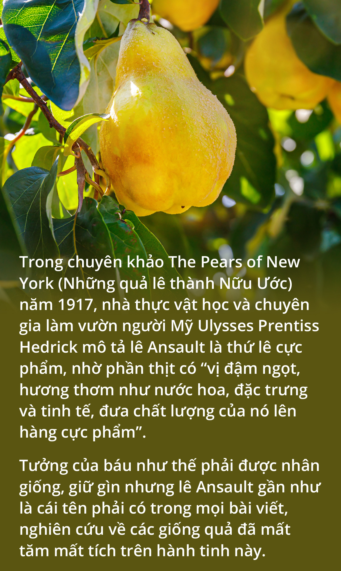 Trái cây cũng tuyệt chủng chứ - Ảnh 1.