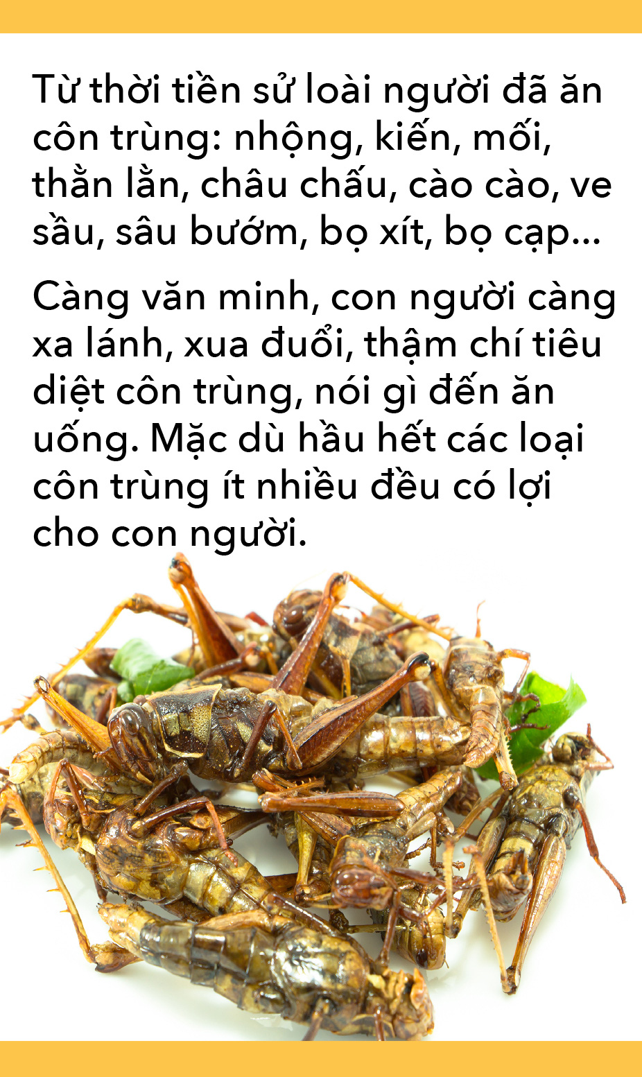 Món côn trùng, bếp núc ngày càng sáng tạo - Ảnh 3.