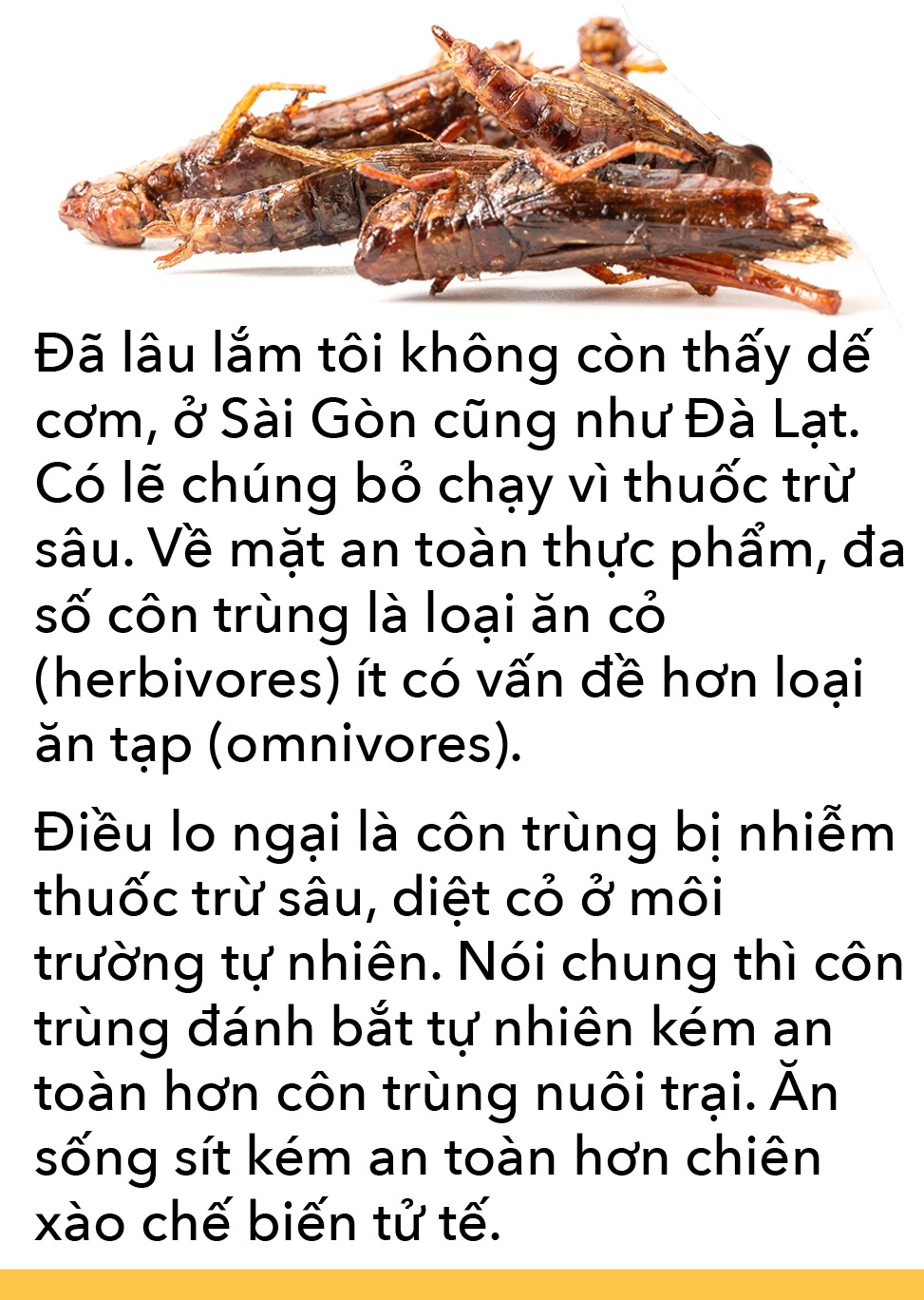 Món côn trùng, bếp núc ngày càng sáng tạo - Ảnh 9.