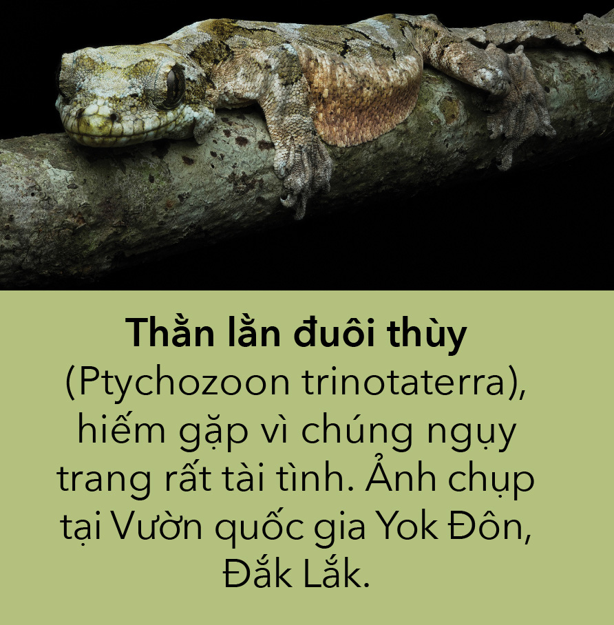 Thiên nhiên hoang dã Việt Nam qua ống kính macro: Nhữg bậc thầy biến hình - Ảnh 2.
