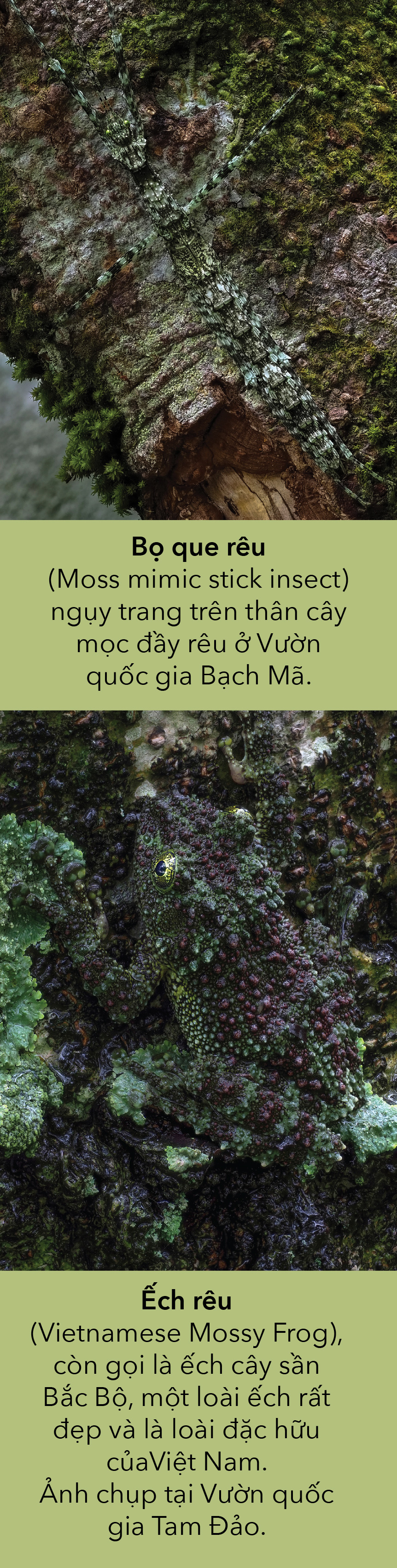Thiên nhiên hoang dã Việt Nam qua ống kính macro: Nhữg bậc thầy biến hình - Ảnh 1.