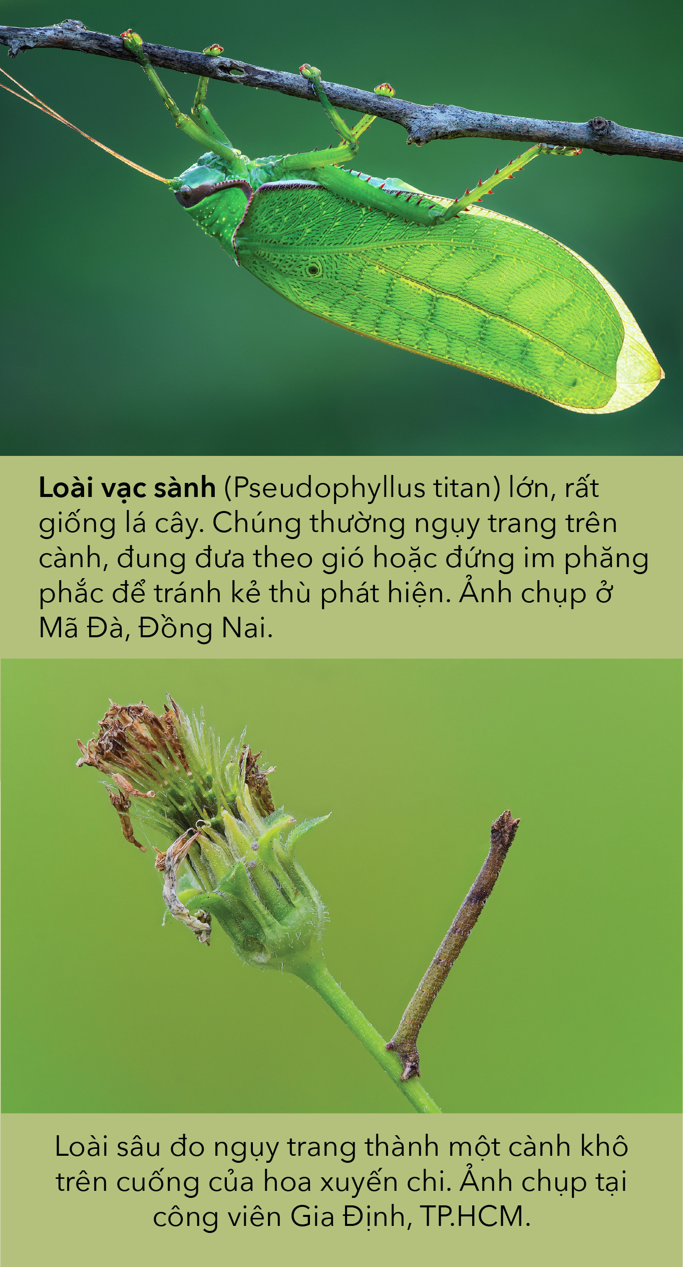 Thiên nhiên hoang dã Việt Nam qua ống kính macro: Nhữg bậc thầy biến hình - Ảnh 4.