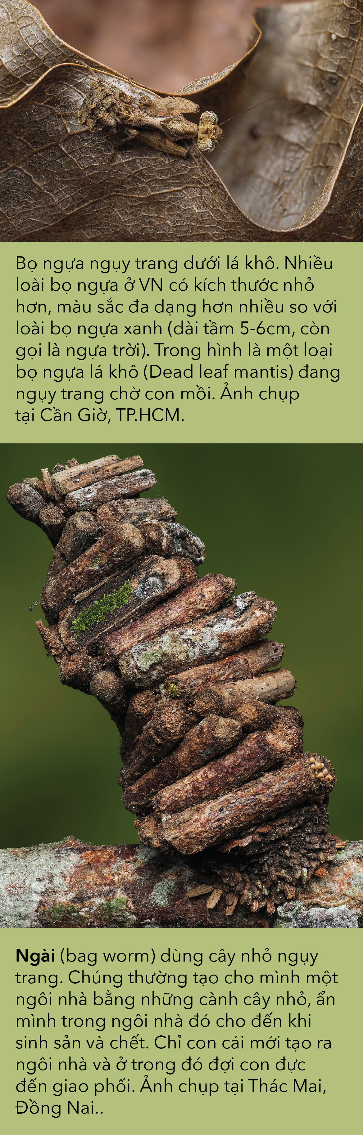 Thiên nhiên hoang dã Việt Nam qua ống kính macro: Nhữg bậc thầy biến hình - Ảnh 5.