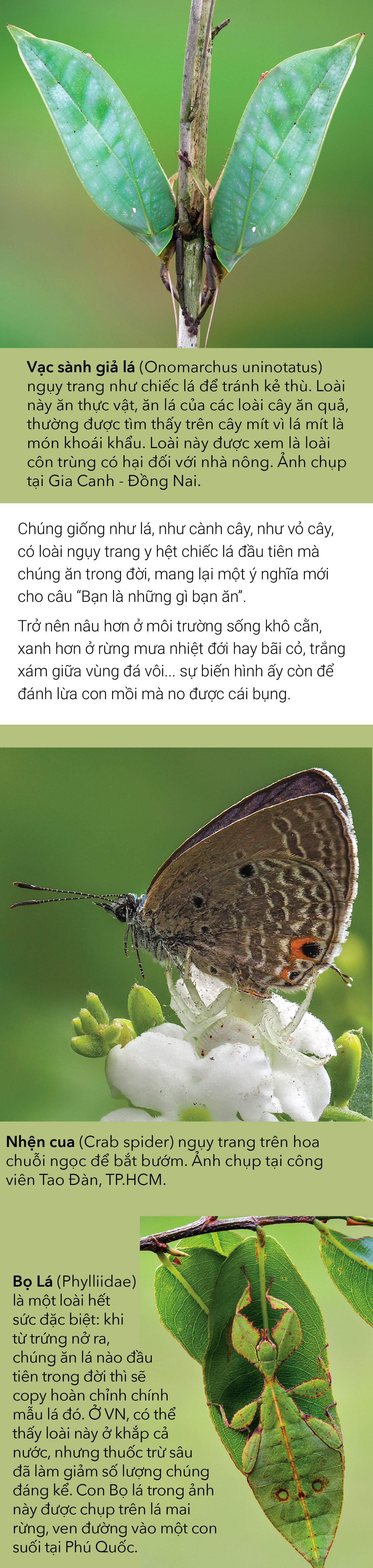 Thiên nhiên hoang dã Việt Nam qua ống kính macro: Nhữg bậc thầy biến hình - Ảnh 3.