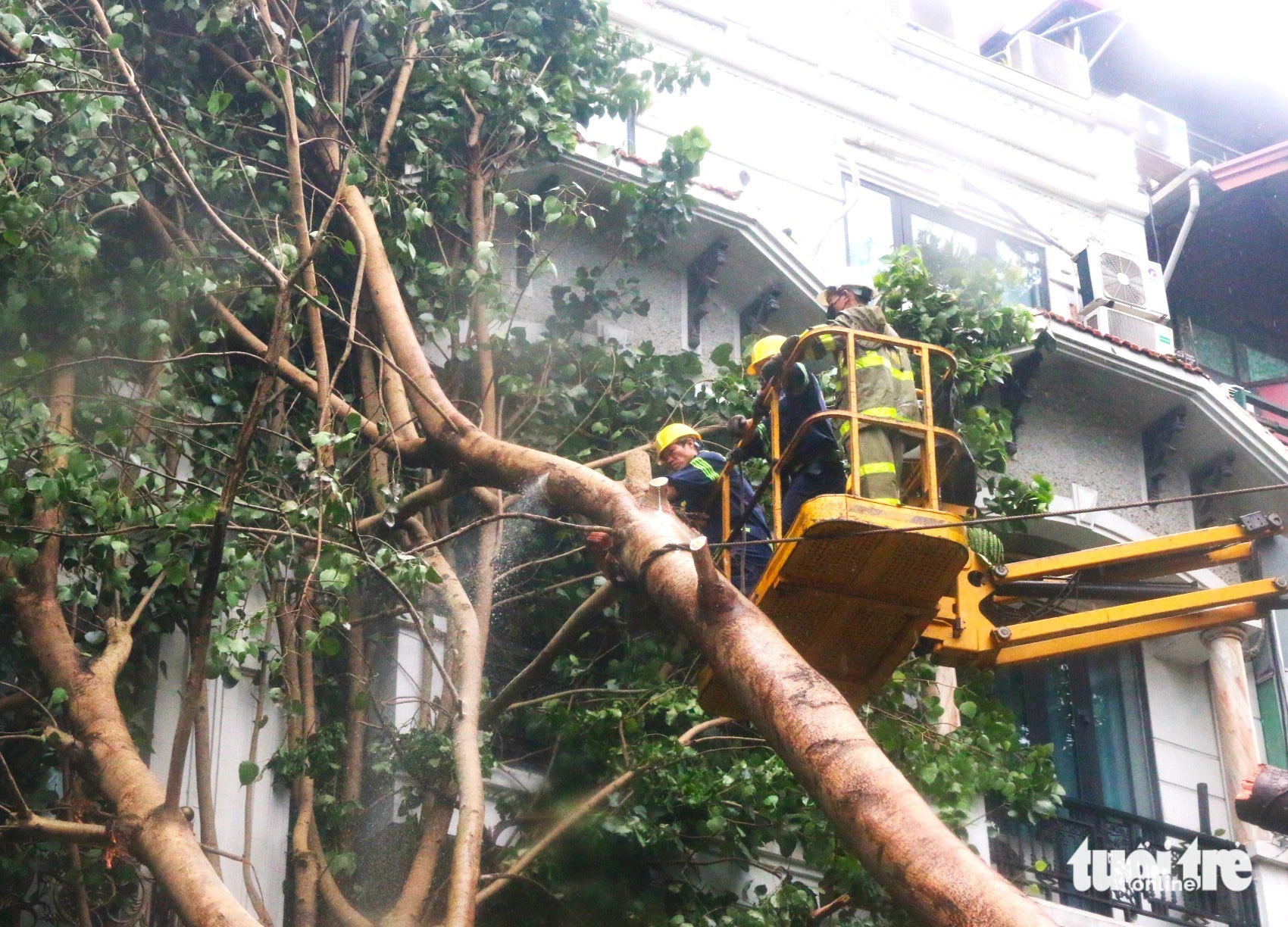 Công nhân cây xanh TP.HCM di dời cây xanh cao hơn 20 mét đè trúng hai ngôi nhà trên phố cổ Hà Nội - Ảnh 1. Công nhân cây xanh TP.HCM di dời cây xanh cao hơn 20 mét đè trúng hai ngôi nhà trên phố cổ Hà Nội - Ảnh 1.
