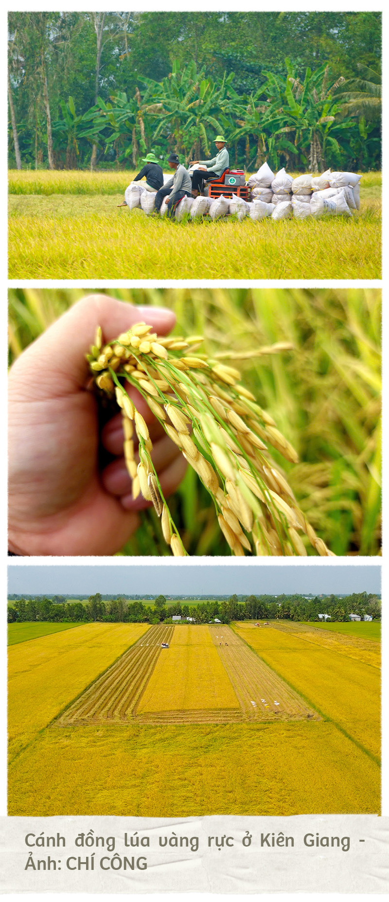 Đề án 1 triệu ha lúa giúp dân Kiên Giang hưởng lợi - Ảnh 8.