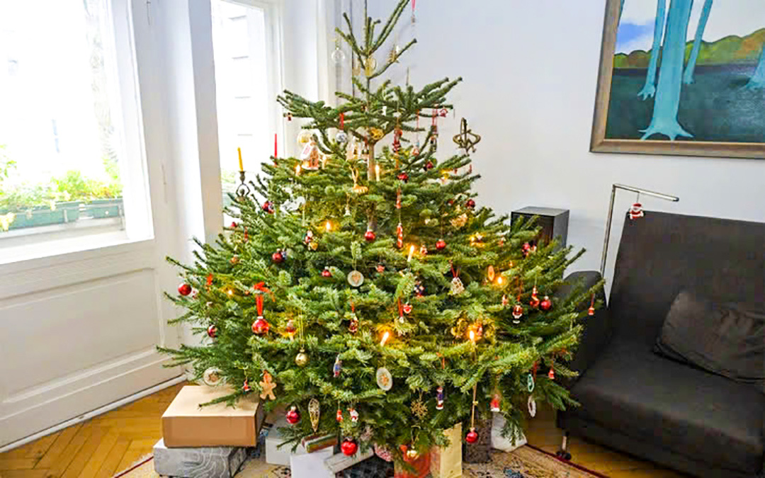 Cơ quan thực phẩm Bỉ cảnh báo nguy hại từ việc ăn lá cây thông Noel - Ảnh 1.